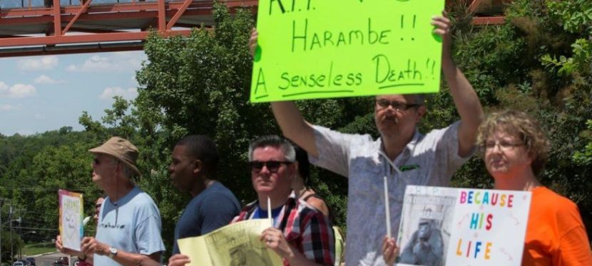 Because They Matter Too: A Question on the Value of Animal Lives